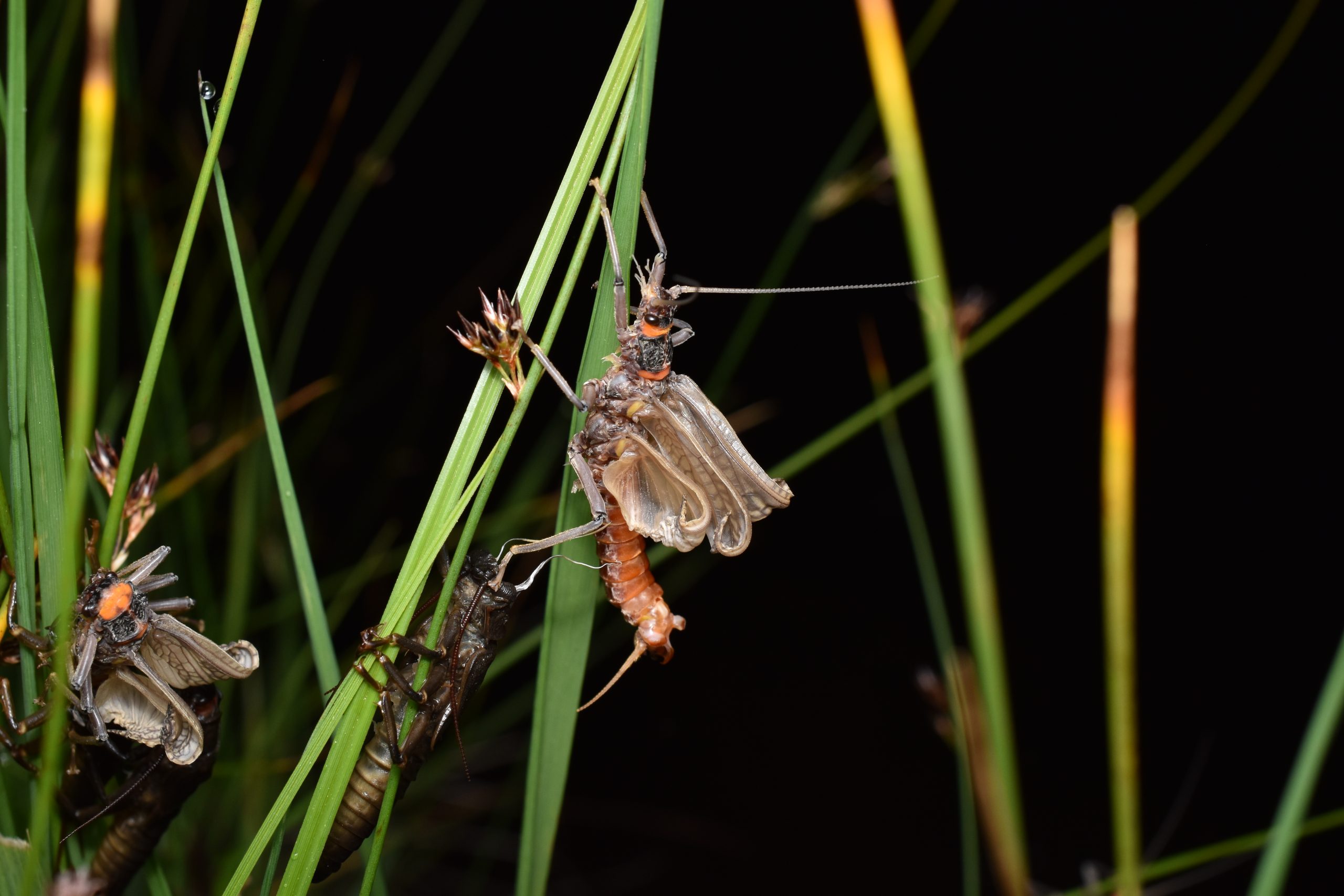 Picture of a Salmonfly
