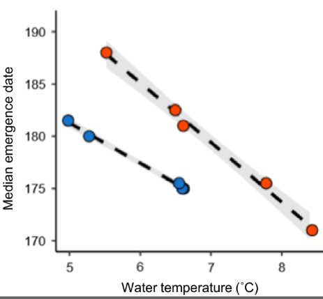 This graph shows how earlier emergence dates correlate with warmer spring water temperatures across sites on the Madison and Gallatin Rivers. This illustrates how temperature affects hatch timing and the staggered vs. synchronized emergence pattern.