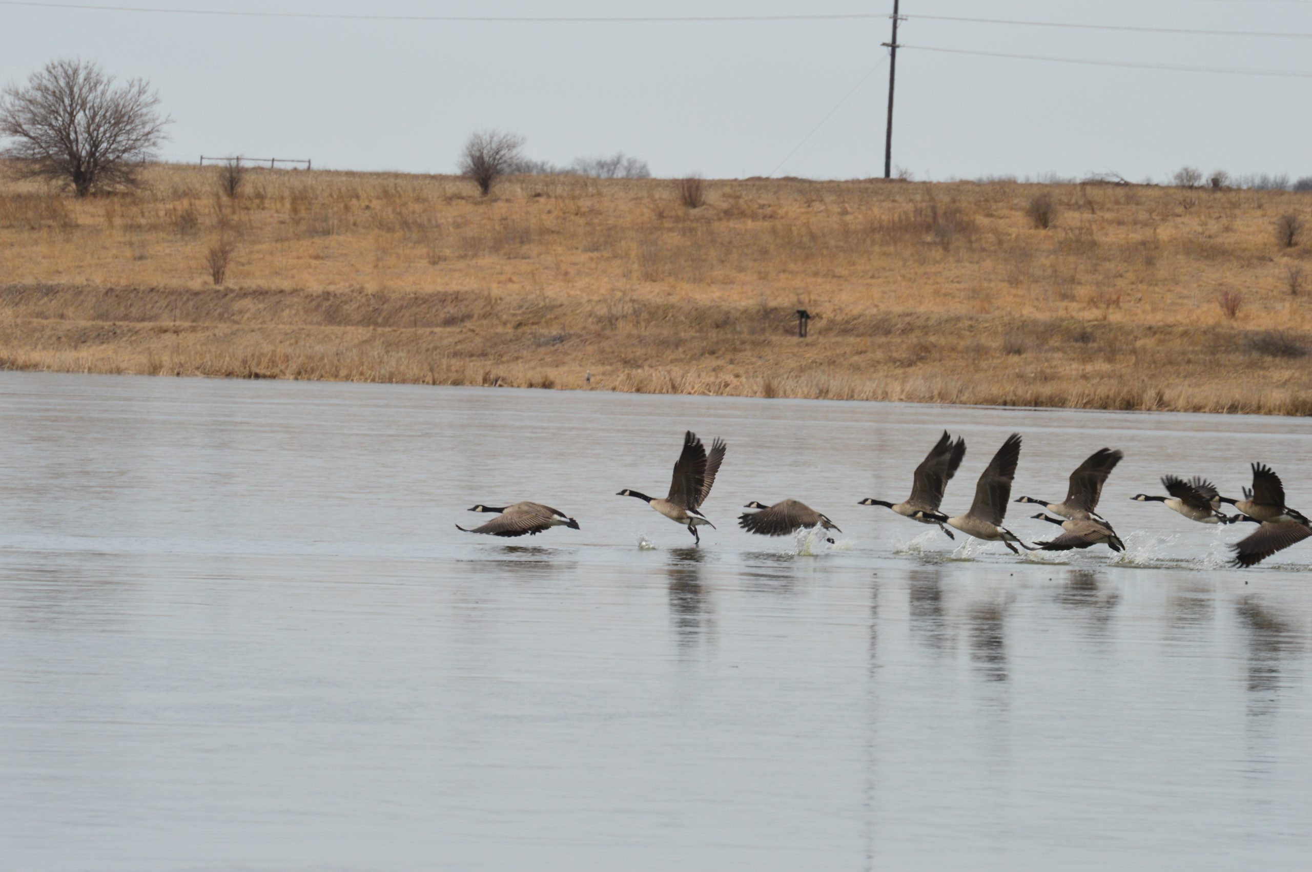 Canadian Geese